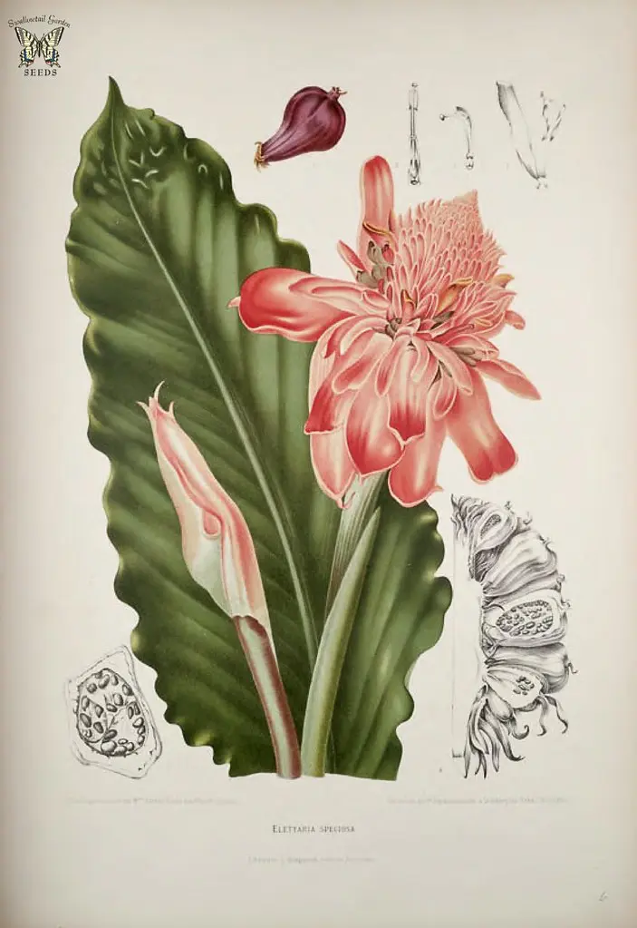 Torch Ginger. Etlingera elatior. Fleurs, fruits et feuillages choisis de l'ille de Java -peints d'après nature par Berthe Hoola van Nooten (1880)