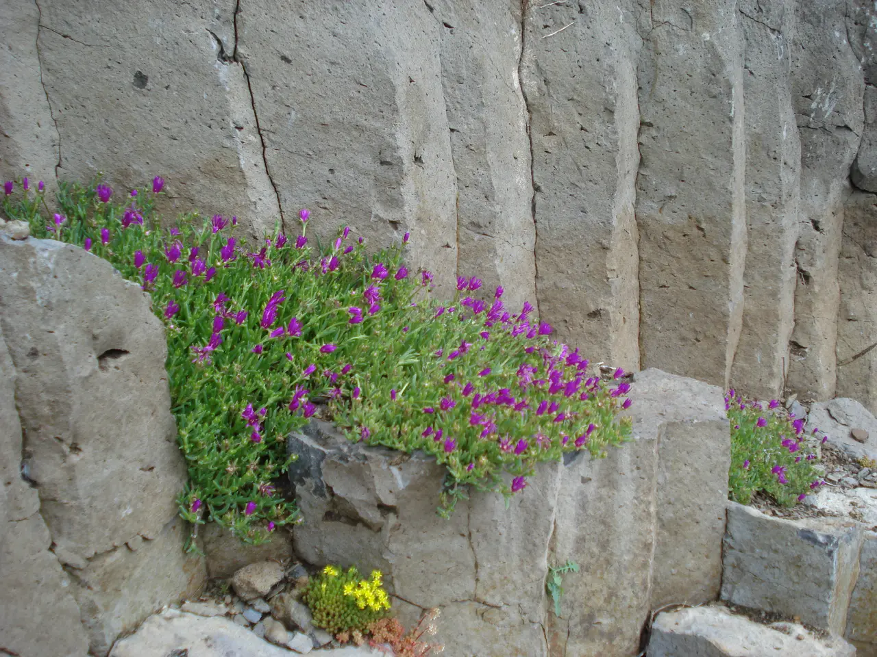 Basalt columns above Coubon, with flowers
