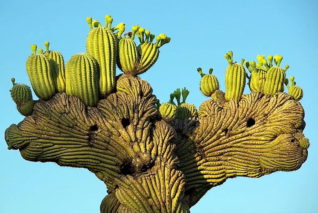 Crested Saguaro - Desert Botanical Garden