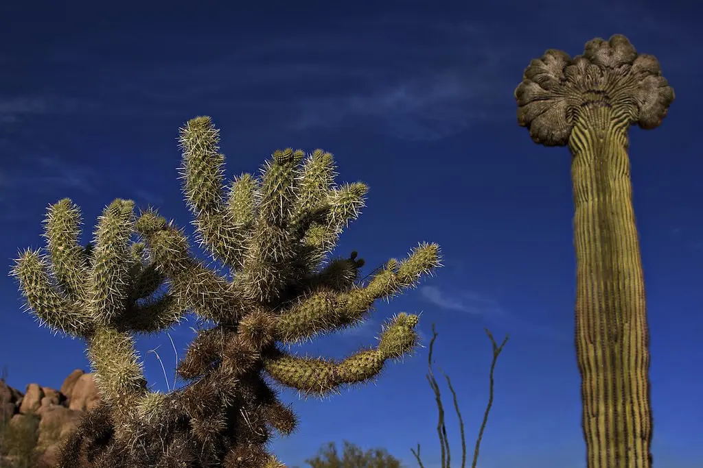 Crested Saguaro