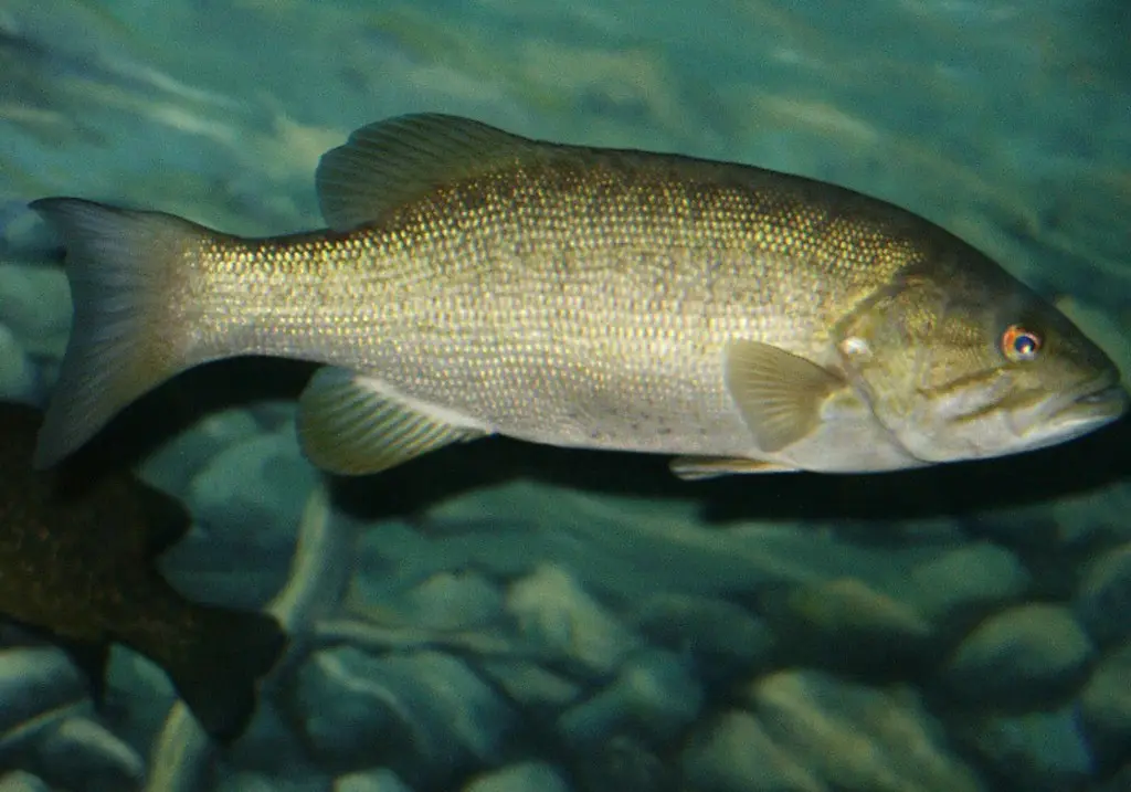 Smallmouth bass (Micropterus dolomieu)