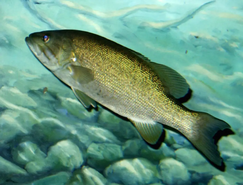 Smallmouth Bass (Micropterus dolomieu)