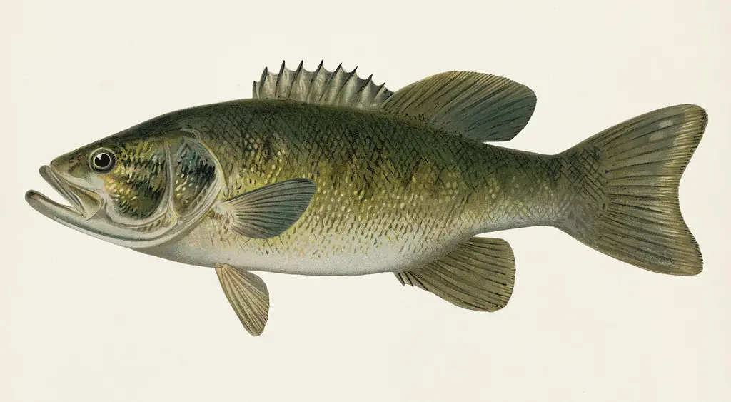 Small-Mouthed Black Bass( Micropterus Dolomieu) illustrated by Sherman F. Denton (1856-1937) from Game Birds and Fishes of North America. Digitally enhanced from our own 1913 Portfolio Edition of the book.