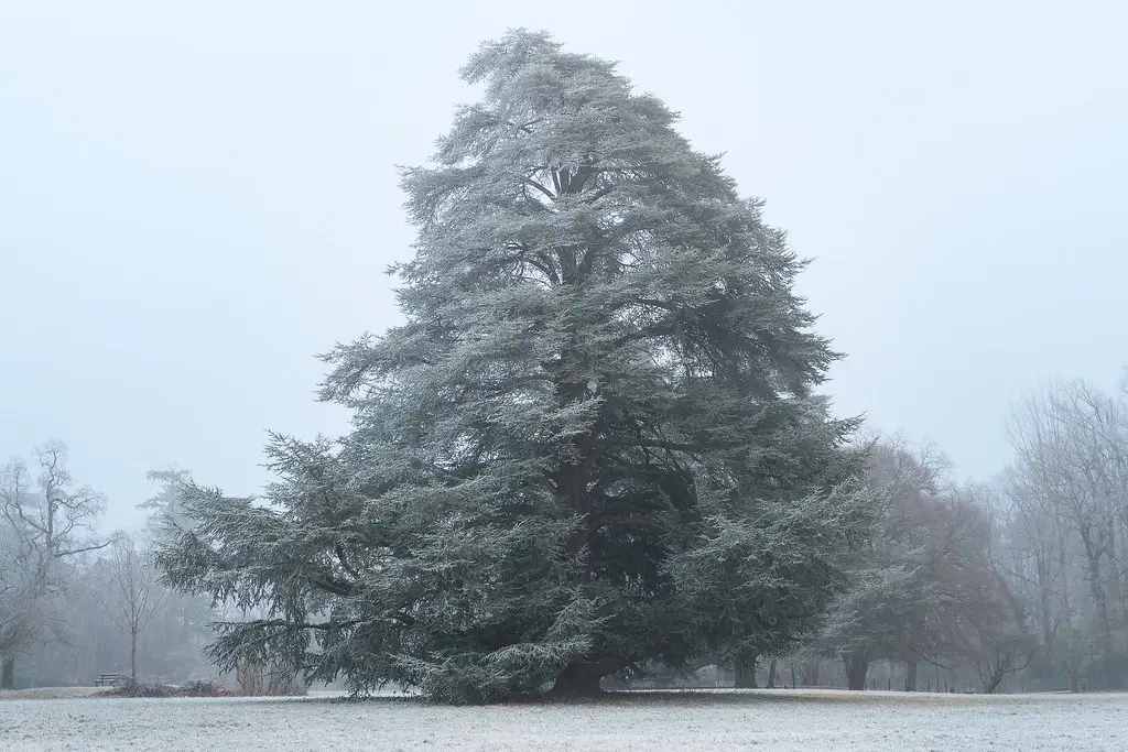 Fir tree in the frost. Parc du Château, Prevessin-Moens, Pays de Gex, Ain, France