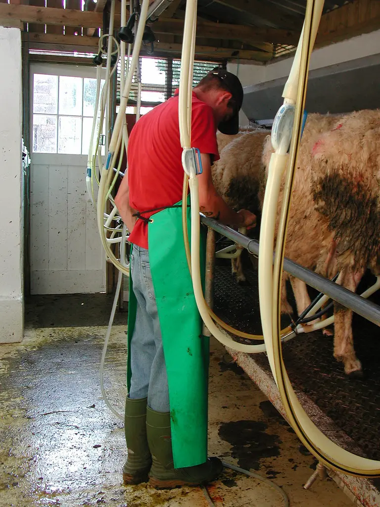 DSCN4025 Jon milking the sheep