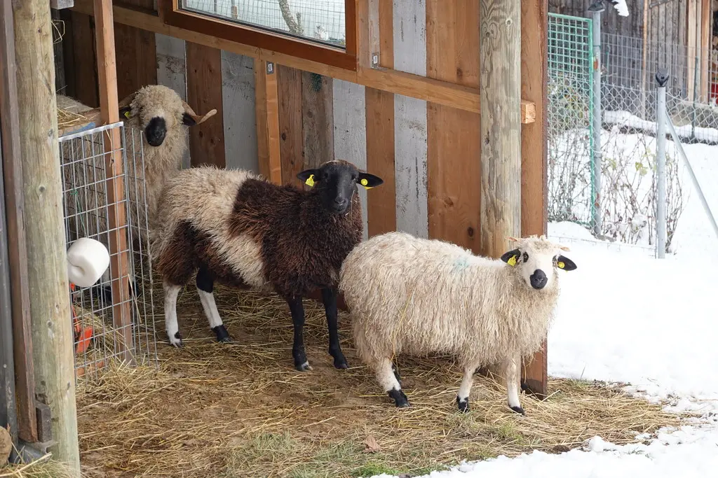 Trois moutons @ La Motte-Servolex