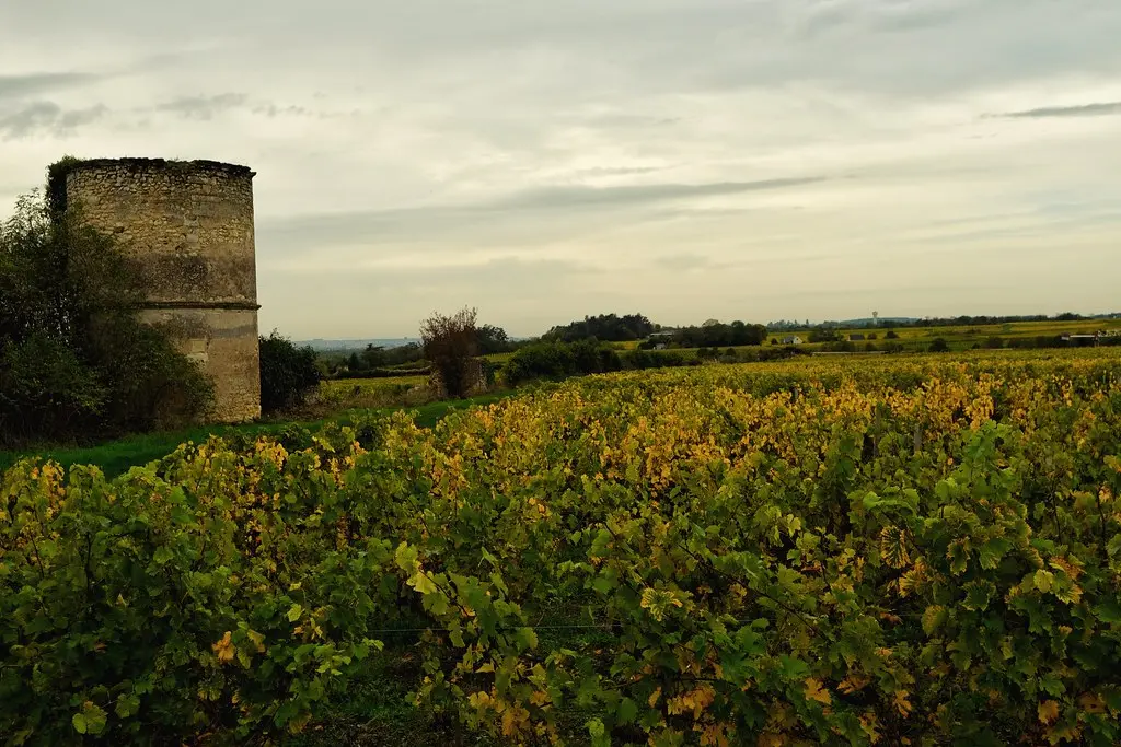 Sur le coteau, au coeur des vignes de Vouvray. Touraine.