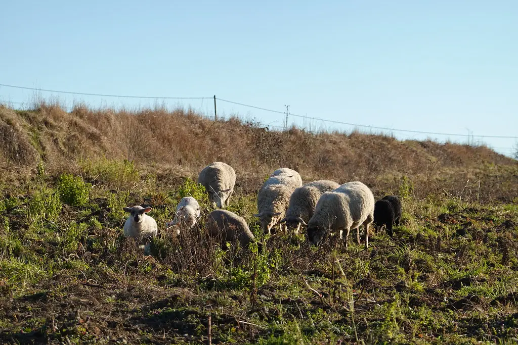 Sheep @ Loisin