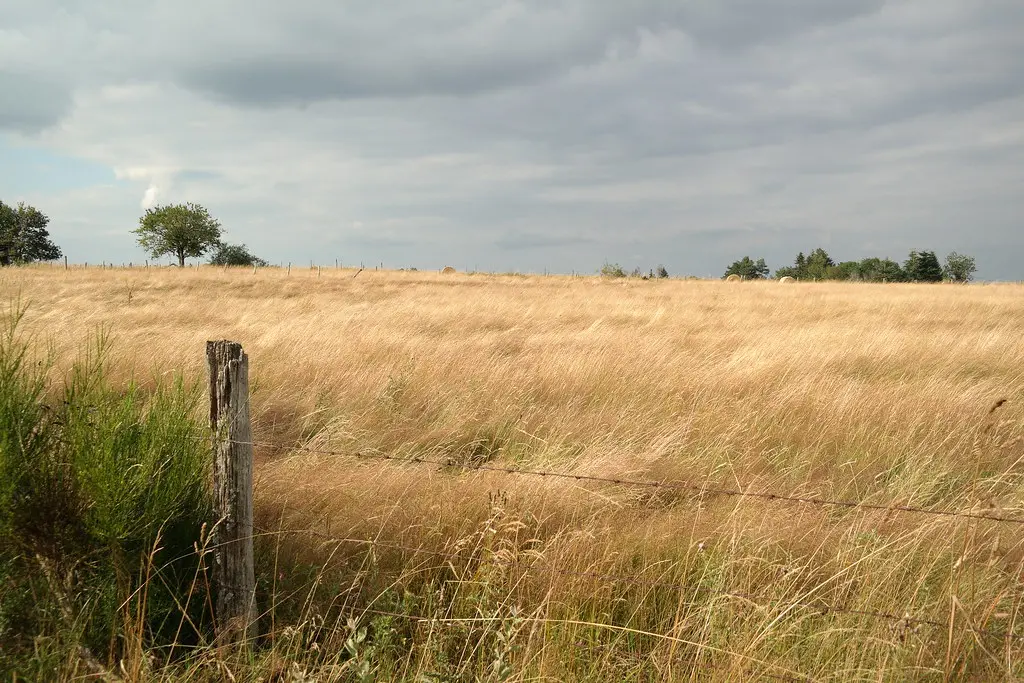 Champ près de Loubeyrat (63)