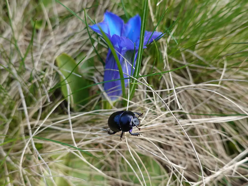 Insect @ Sur les Frêtes de Colomban @ Manigod