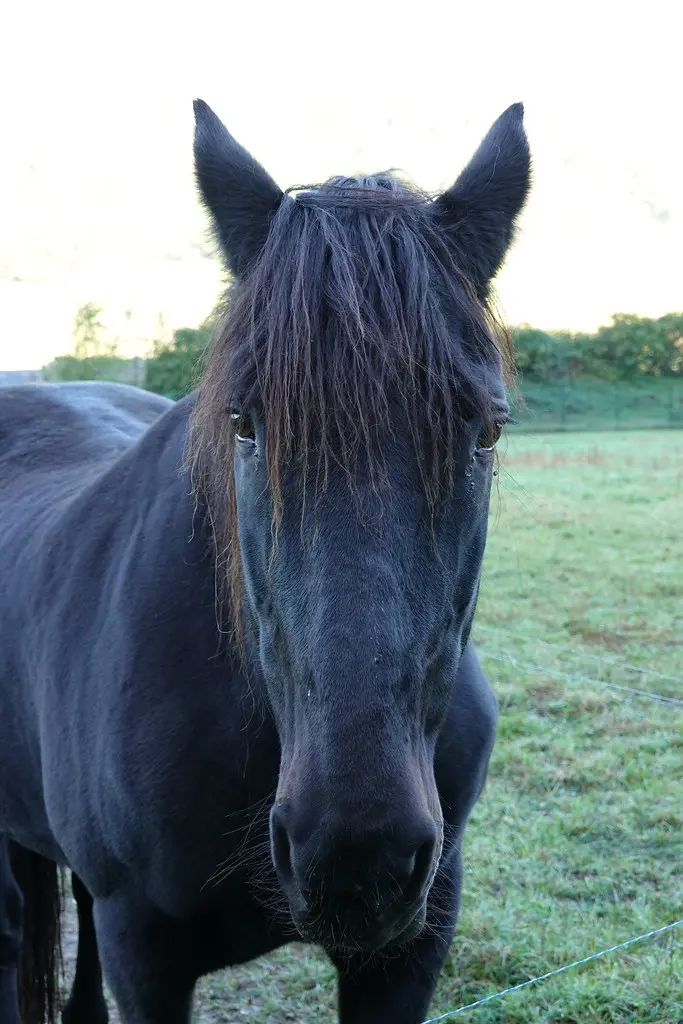 Crying horse @ Marthod @ Hike to Mont Cornillon