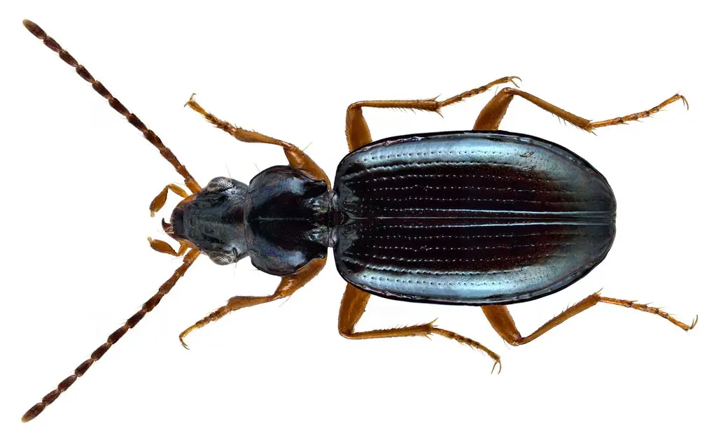 Bembidion (Peryphanes) milleri Duval, 1851