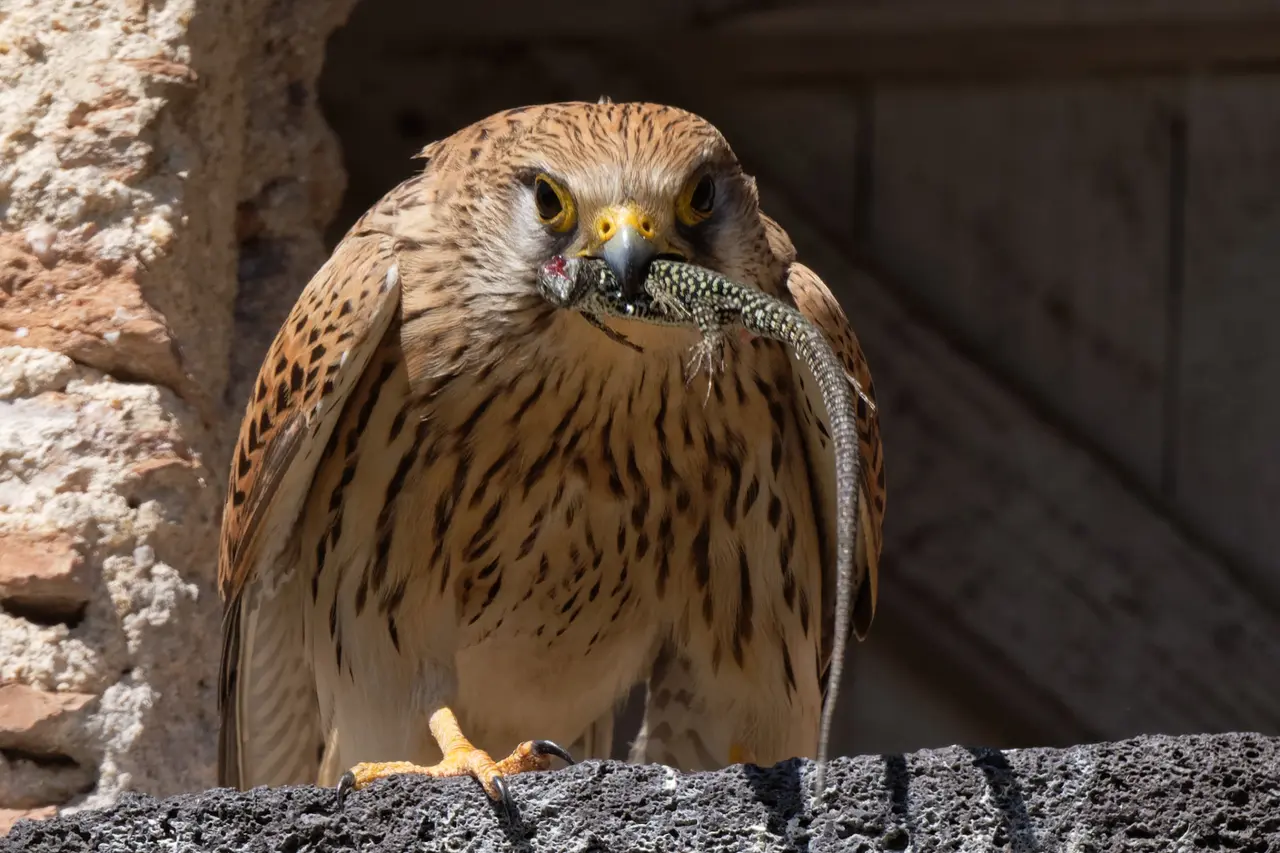 Falco tinnunculus eating Paslières 20210414 t160305