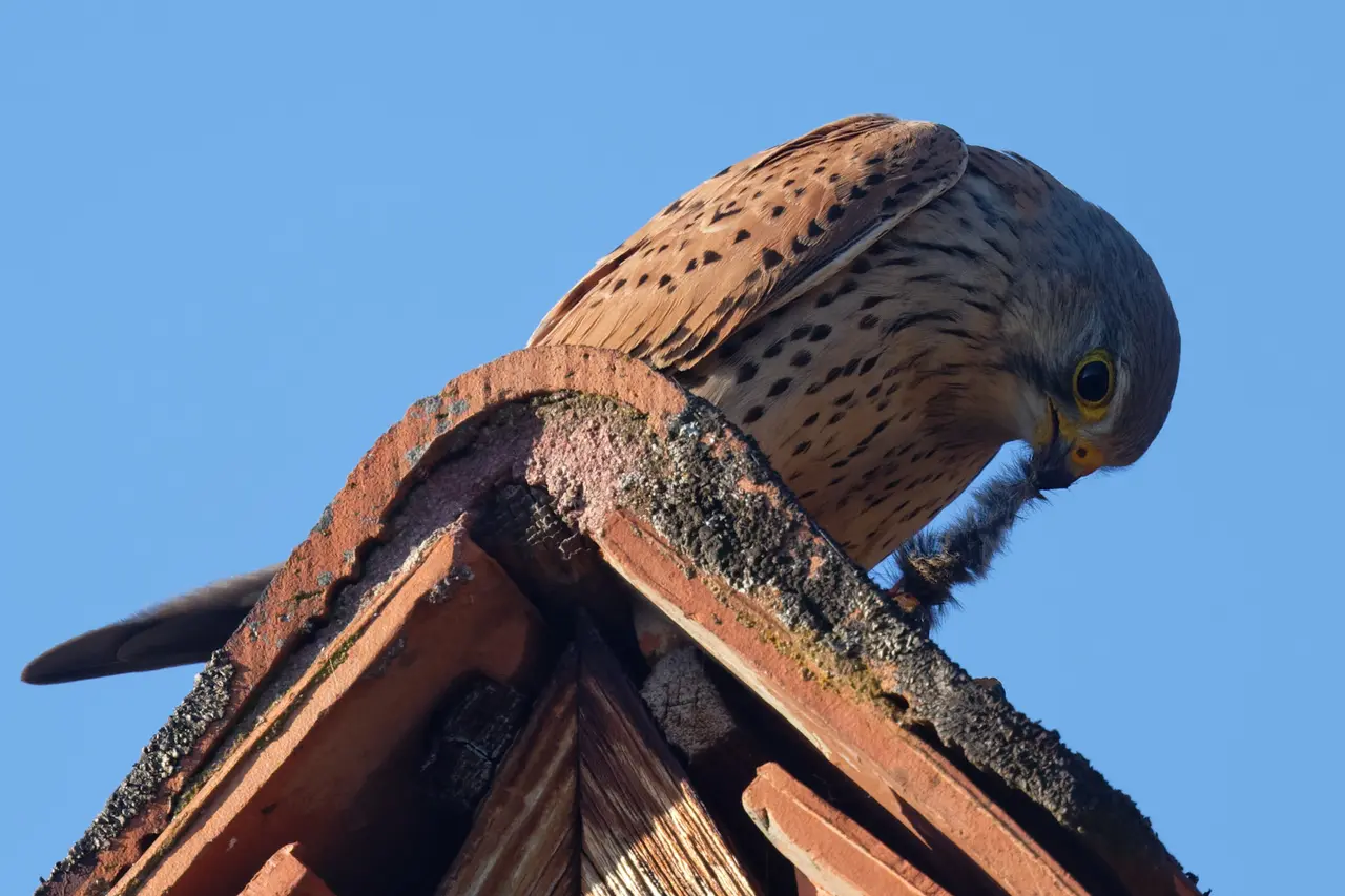 Falco tinnunculus eating Paslières 20210423 t192514