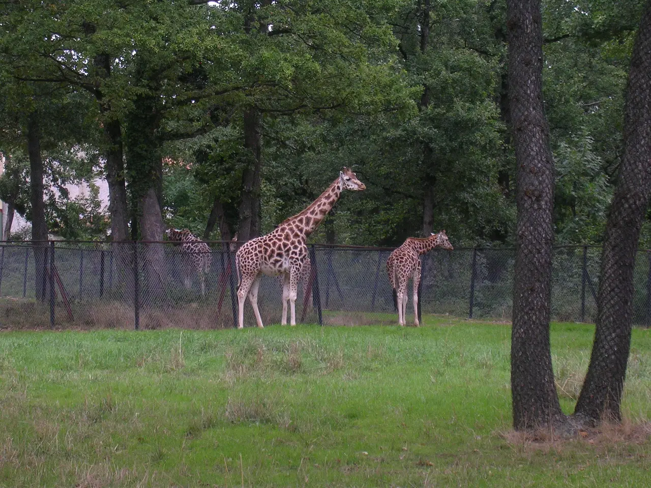 Girafe Peaugres