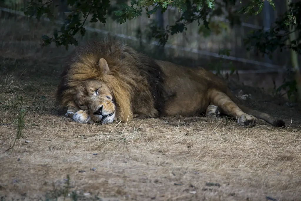 Safari de Peaugres