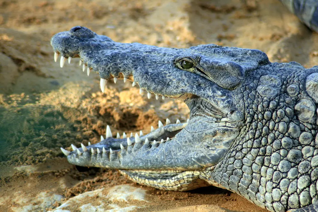 La ferme aux crocodiles (PIERRELATTE,FR26)
