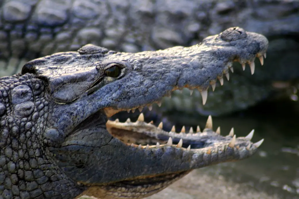 La ferme aux crocodiles (PIERRELATTE,FR26)