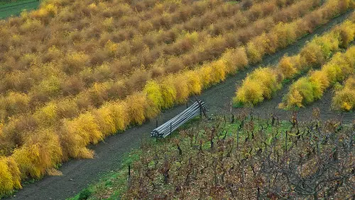 Chateauguay vigne 6