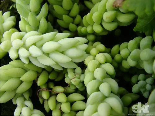 Tentáculos verdes no quintal da minha mãe!