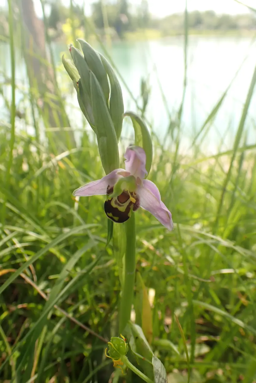 Ophrys apifera (Lac de Romagnieu) 02