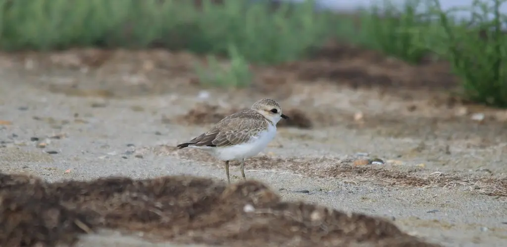 Jeune Petit Gravelot (1) - Charadrius dubius - Oiseaux - Ornithologie - Birds - Canet en Roussillon - Étang de St Nazaire