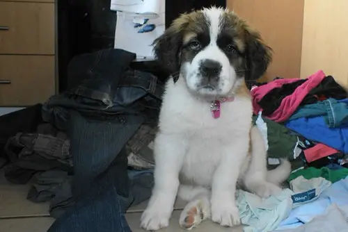 Saint Bernard puppy dog, helping with laundry