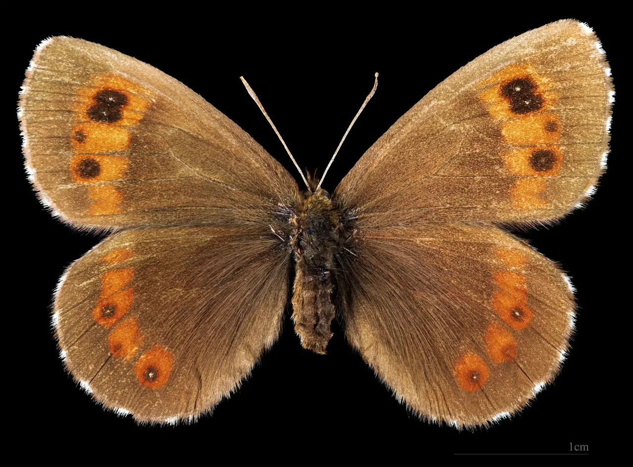 (MHNT) Erebia ligea ligea - Saint-Cergue Suisse - female dorsal