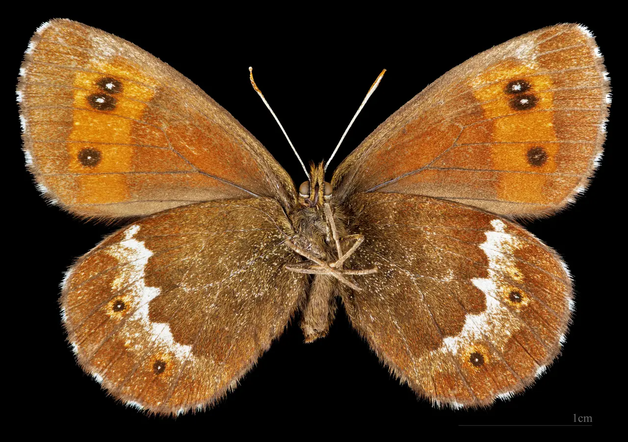 (MHNT) Erebia ligea ligea - Saint-Cergue Suisse - female ventral
