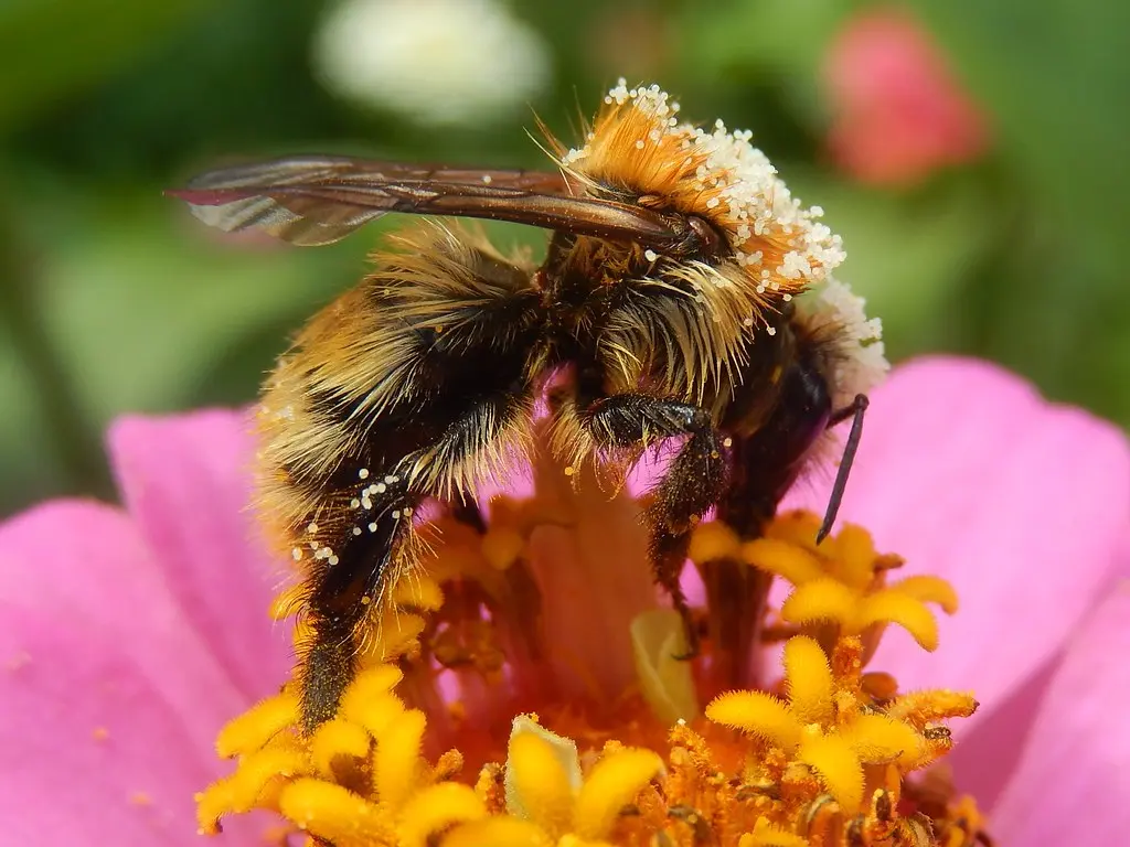 Bee, Saint Didier au Mont d'Or, France