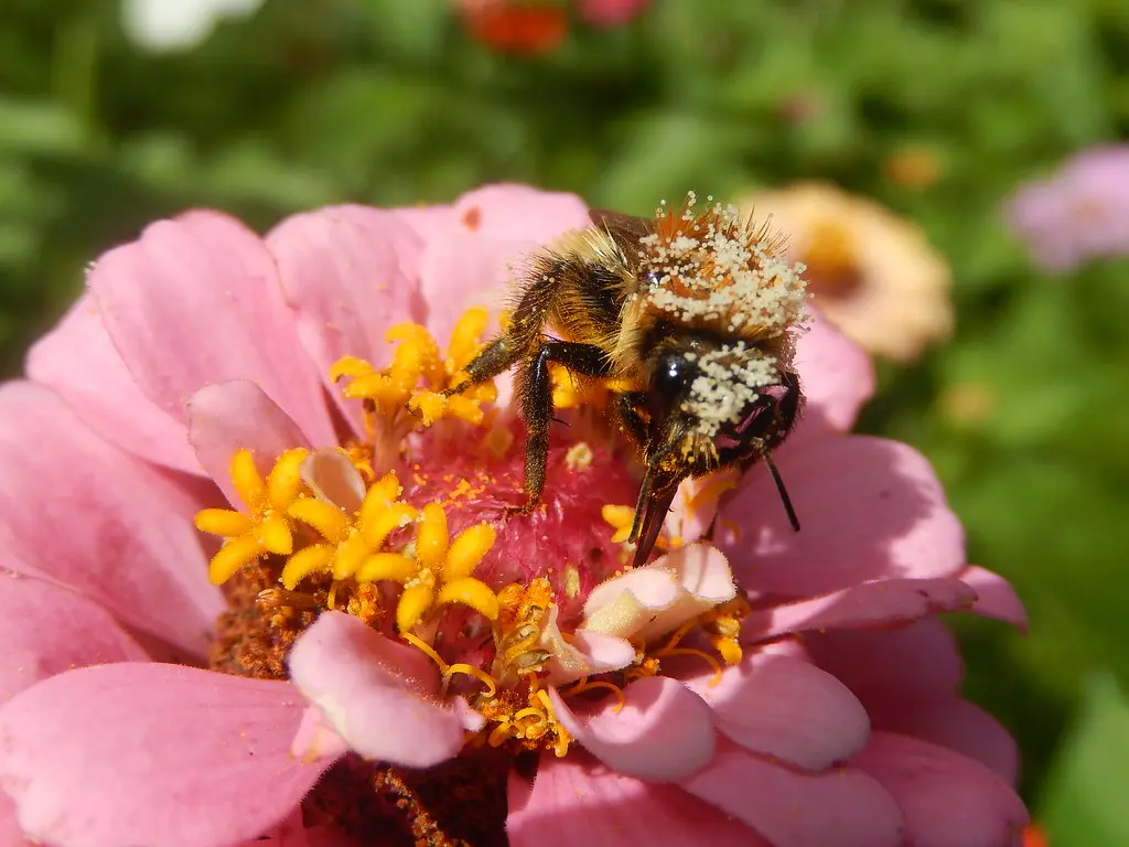 Bee, Saint Didier au Mont d'Or, France