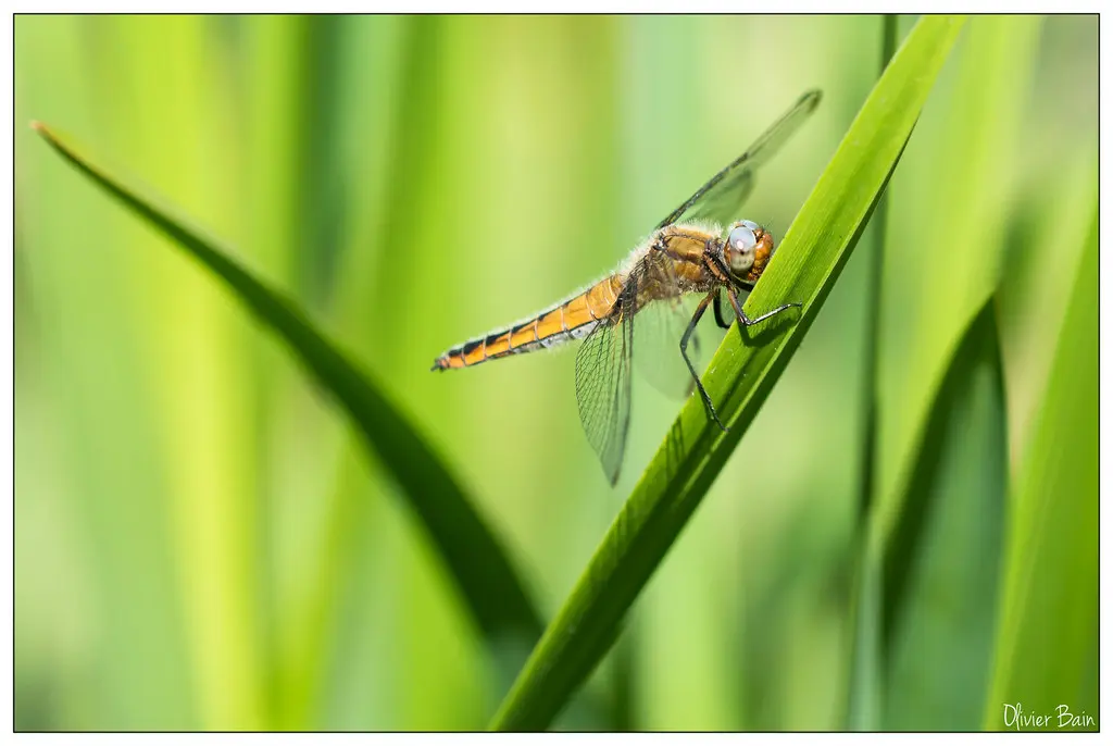 Macro Saint-Jeoire Juin 2014