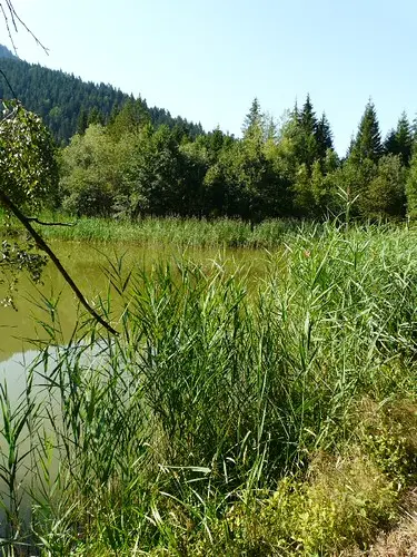 Saint Martin d'Uriage, Phragmites australis, Roseau été