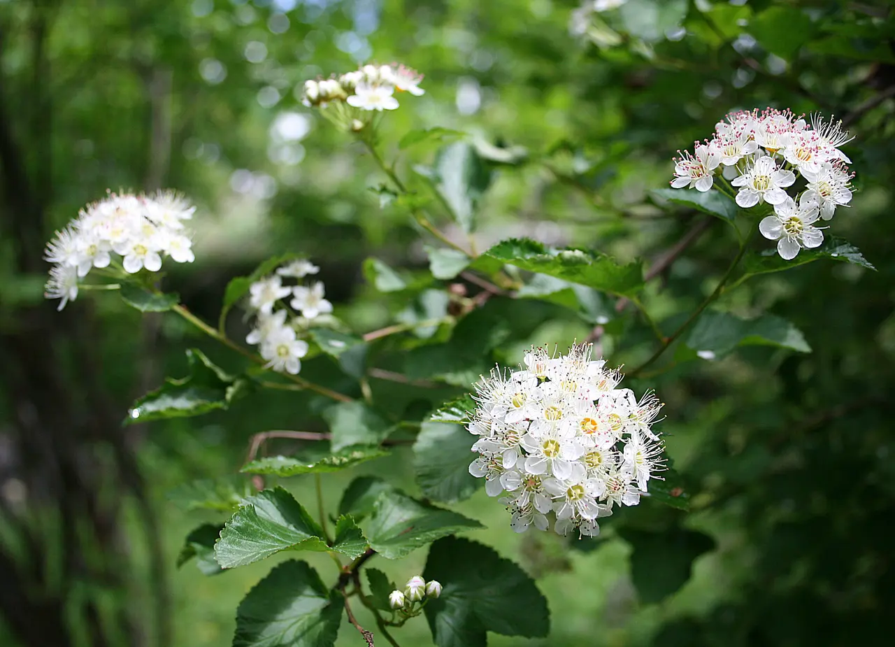 0 Physocarpus opulifolius - Samoëns