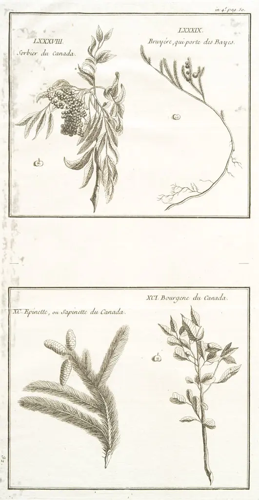 Sorb of Canada, Berry-bearing Heath, Spruce of Canada, Bourdaine of Canada / Sorbier du Canada, Bruyére qui porte des Bayes, Epinette ou Sapinette du Canada, Bourgene du Canada