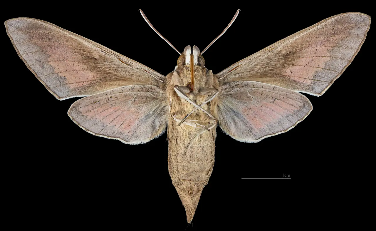 Hyles hippophaes hippophaes MHNT CUT 2010 404 - Veyrier-du-Lac Haute-Savoie, France, female ventral