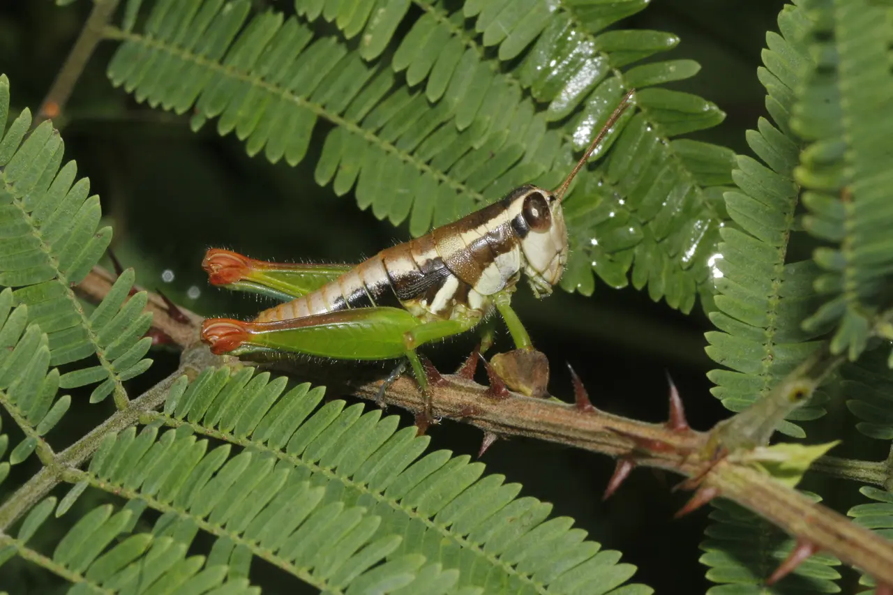 Phaedrotettix violai - inat 1855927