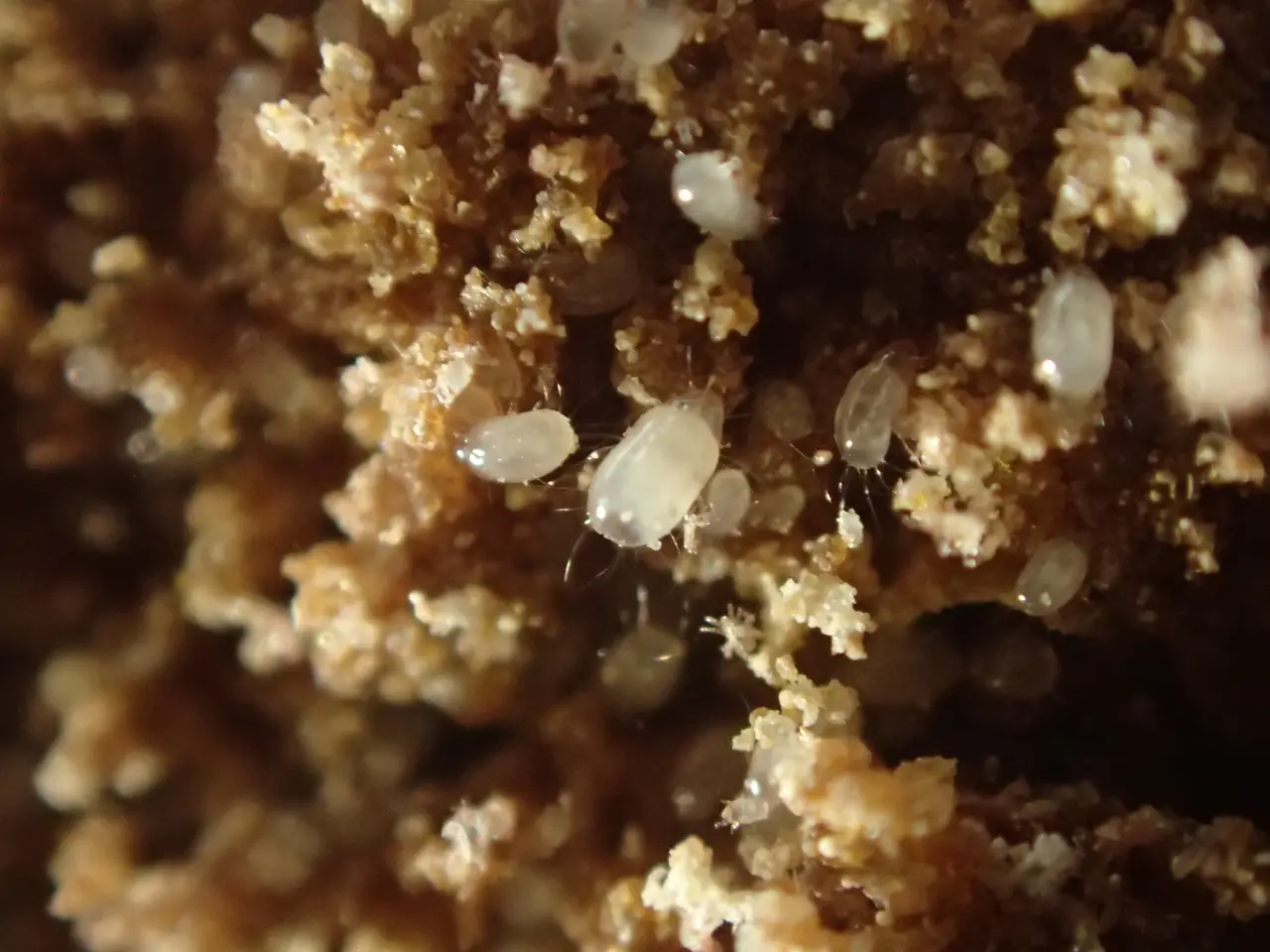 Fromage aux artisous - Acarus siro - Yssingeaux 03