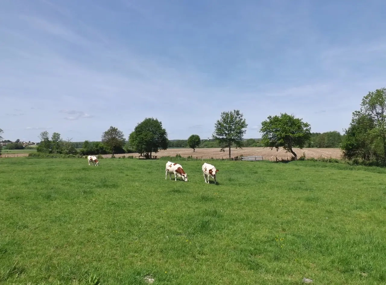 Vaches, Cussey-sur-l'Ognon (25)