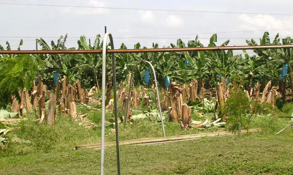 Near Limon - Bananas at Dole Plantation