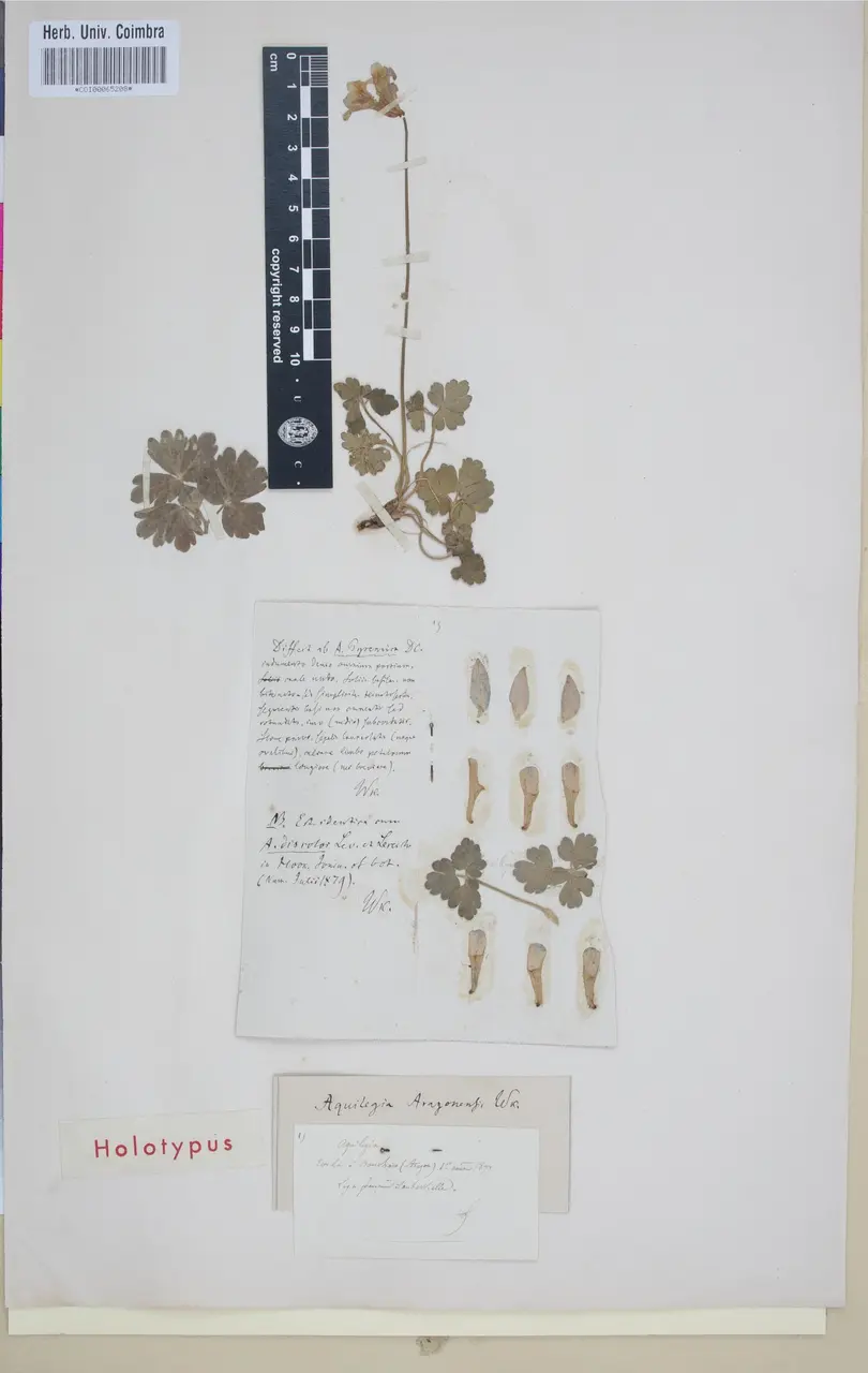 COI00065208 - Aquilegia aragonensis - Saubervielle, Franois - 15