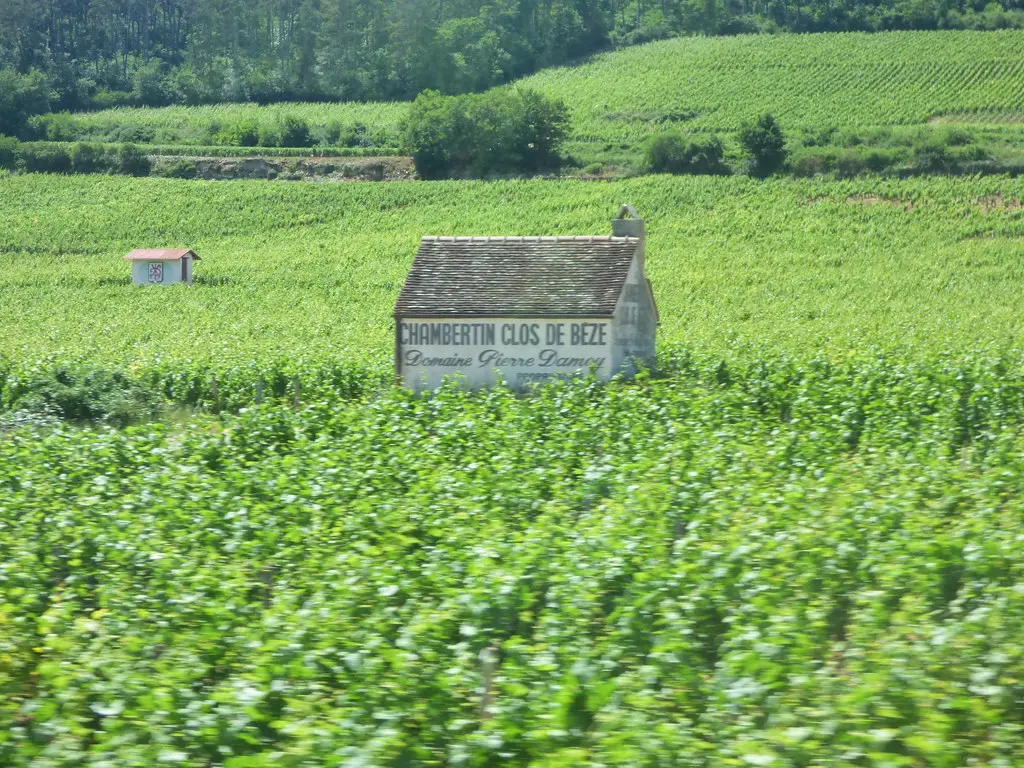 Route des Grands Crus - Gevrey-Chambertin to Morey-Saint-Denis - Chambertin Clos de Béze Domaine Pierre Damoy