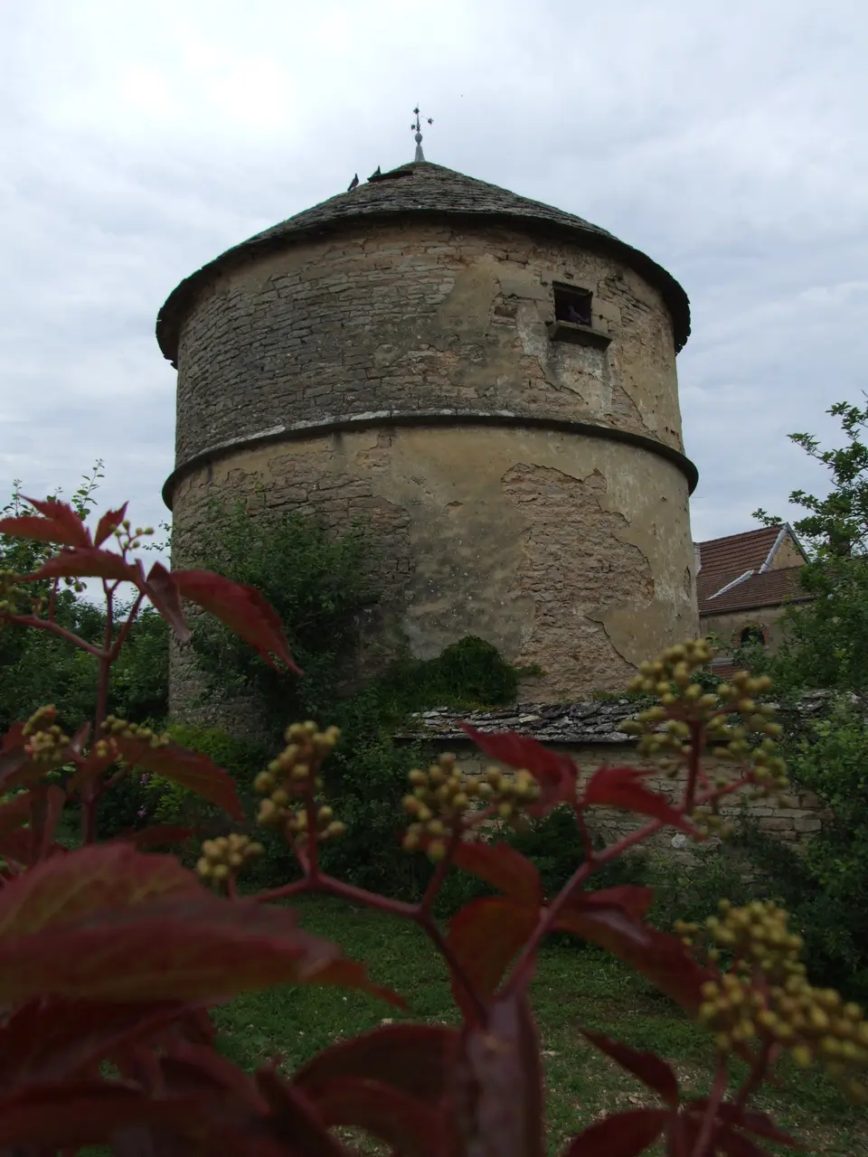 Marsannay-la-Côte - Colombier 3