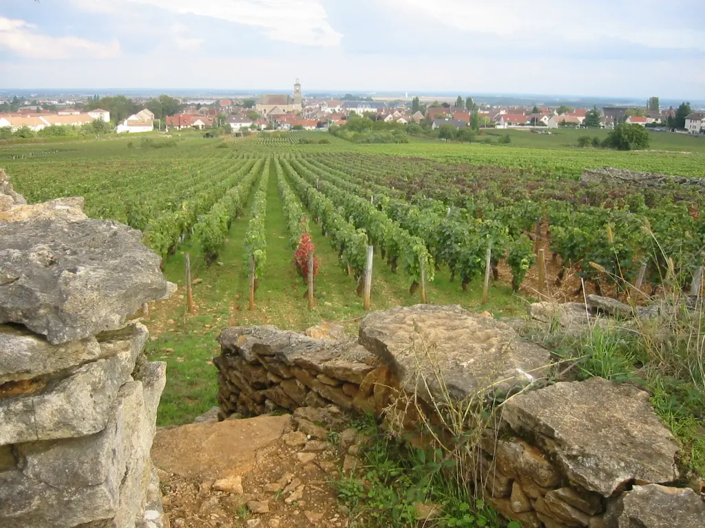 Vignoble de Marsannay-la-Côte