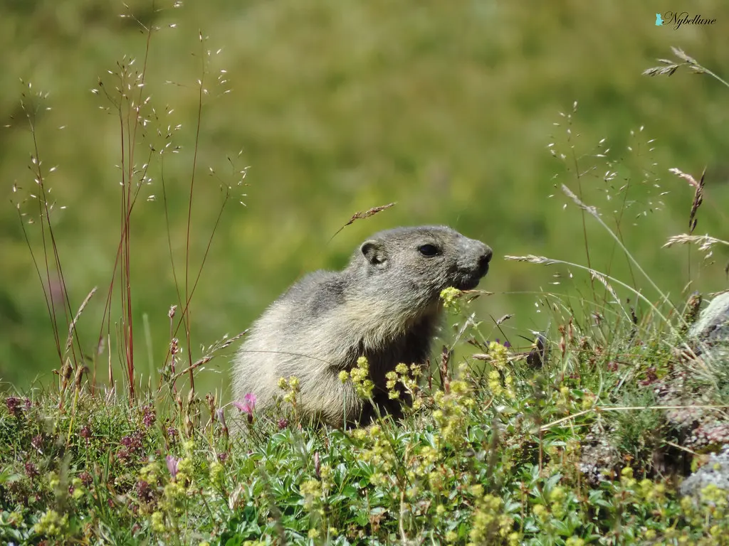 marmotte (lac Montcenis)