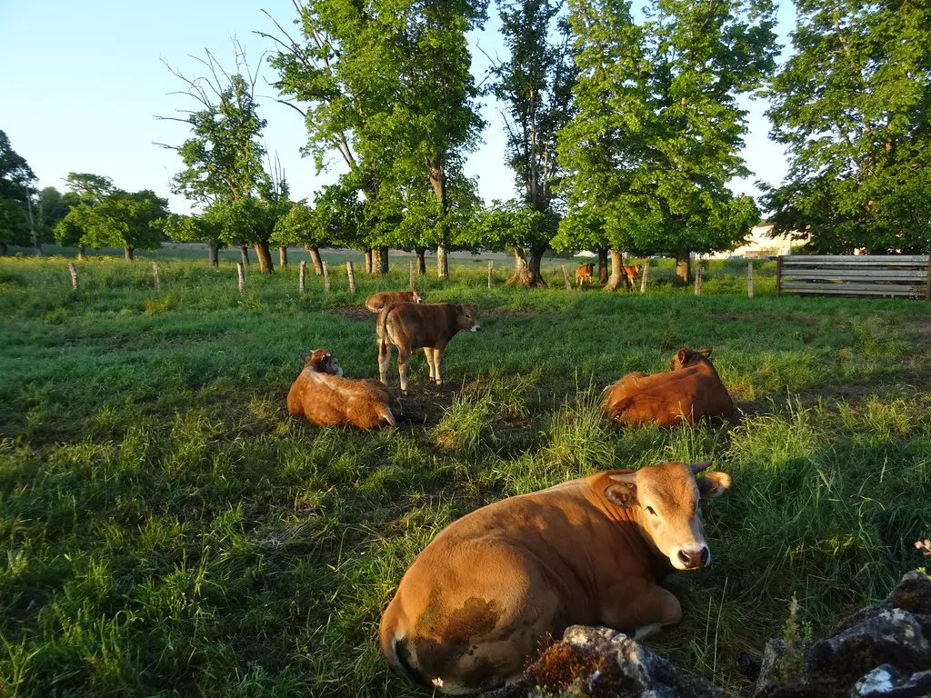 Les vaches ont passé la nuit dehors couchées dans l'herbe, Sermoise-sur-Loire, Nièvre