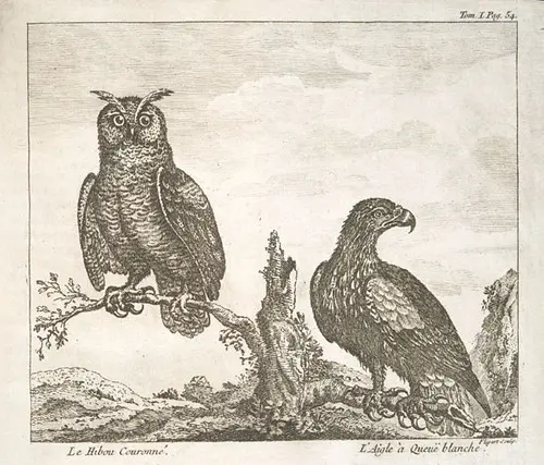 A horned owl and a white tailed eagle, “Voyage de la baye de Hudson...,” Henry Ellis, 1749 / Grand-duc et aigle à queue blanche, « Voyage de la baye de Hudson […] », Henry Ellis, 1749