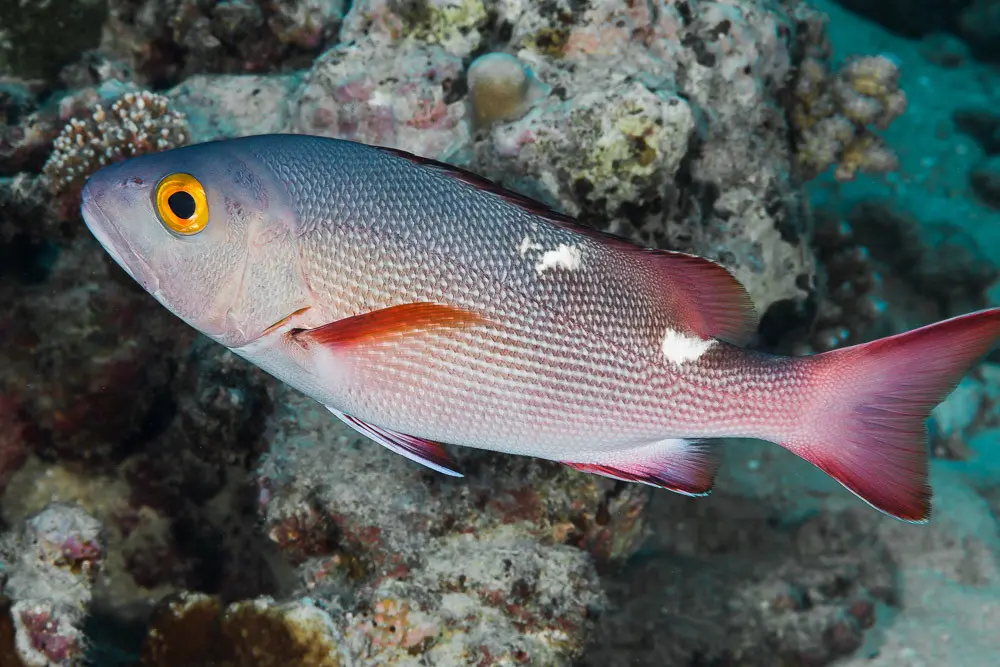 Red Snapper, subadult - Lutjanus bohar