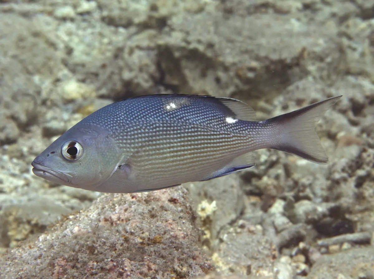 Lutjanus bohar, juvénile
