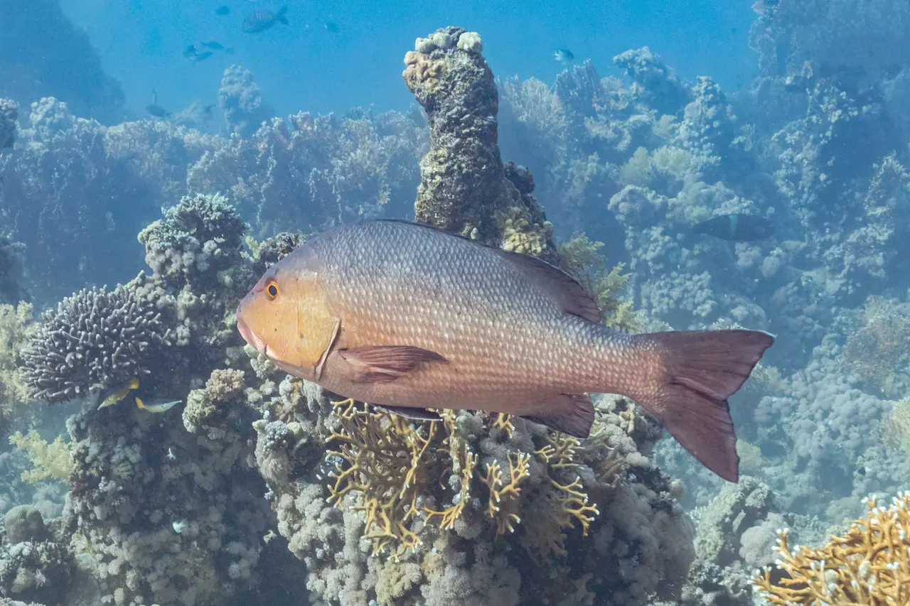 Pargo de dos manchas (Lutjanus bohar), parque nacional Ras Muhammad, Egipto, 2022-03-26, DD 133